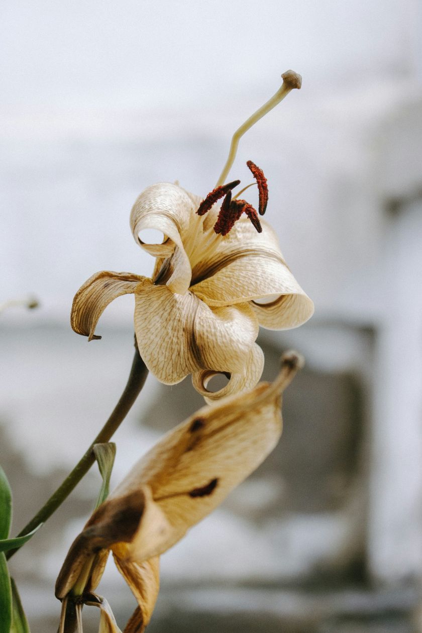 conseils d'entretien des lis en pot après floraison