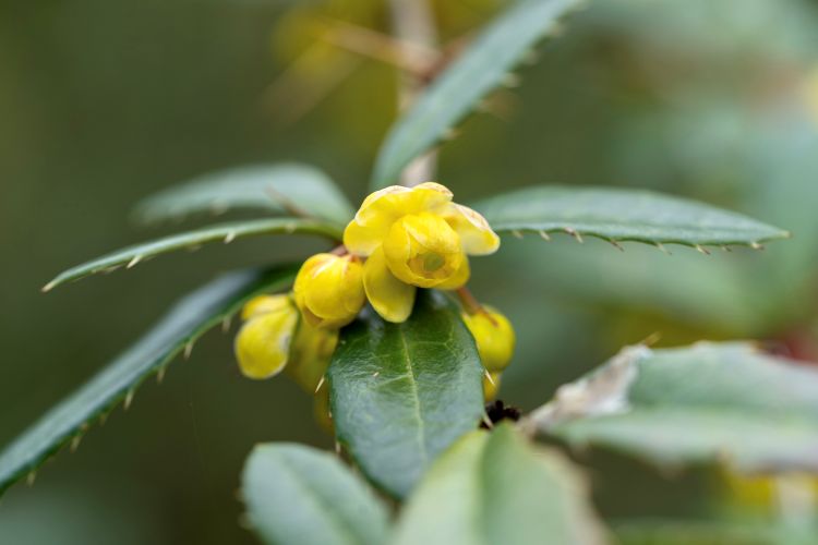 créer des haies épineuses avec berbéris, arbuste à feuillage persistant et à floraison jaune