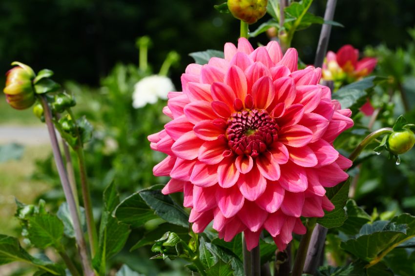 des tuteurs en bambou pour les dahlias