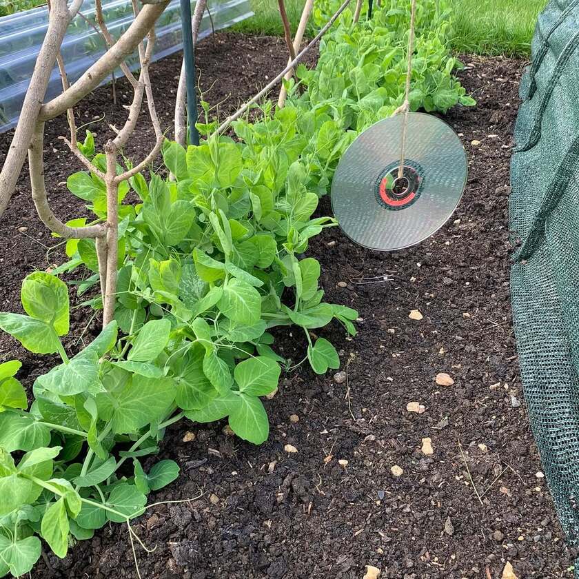 effaroucheur oiseaux CD pour sauver le potager