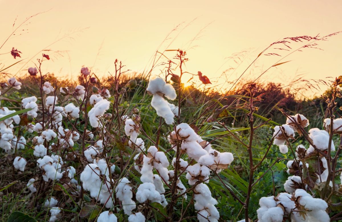 est-ce que le coton est réellement une fibre propre