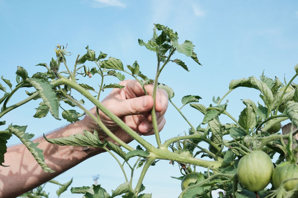 feuilles de tomates qui s'enroulent vers le haut