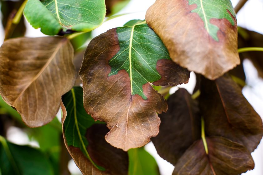 feuilles décolorées, signe de surdosage d'engrais