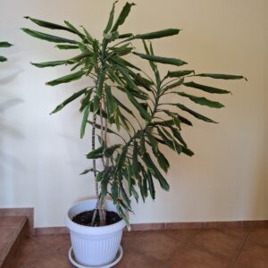 feuilles recroquevillées du Dracaena - causes et solutions
