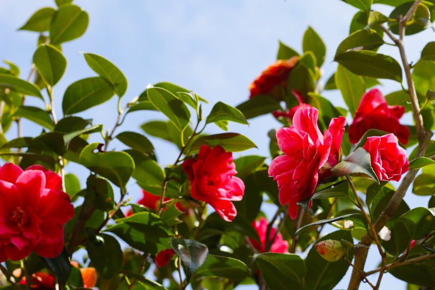 les camélias comme couvre sols à floraison automnale