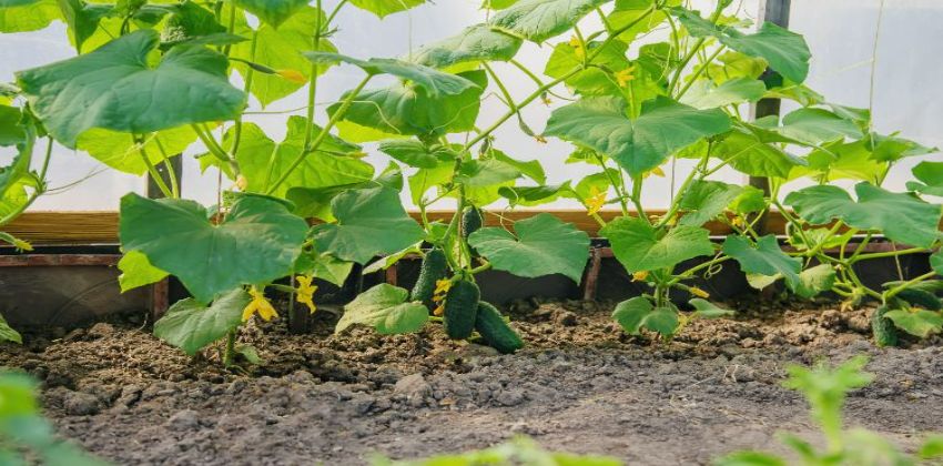 le concombre ne donne pas de fruit 2025