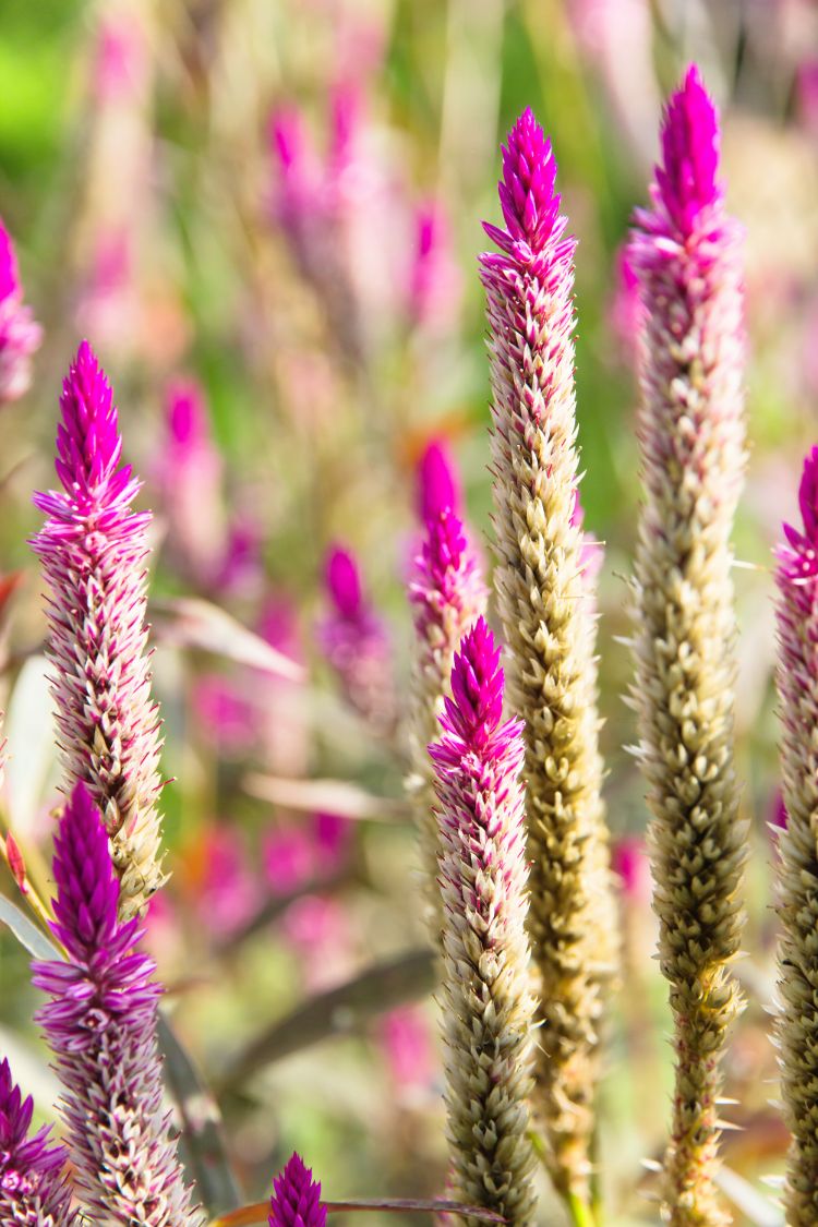 le liatris parmi les plantes vivaces en été