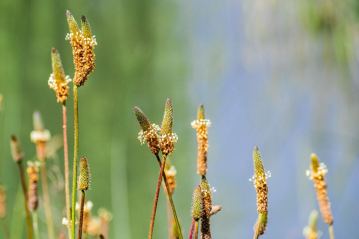 le plantain est une source importante de pollen entre mai et septembre