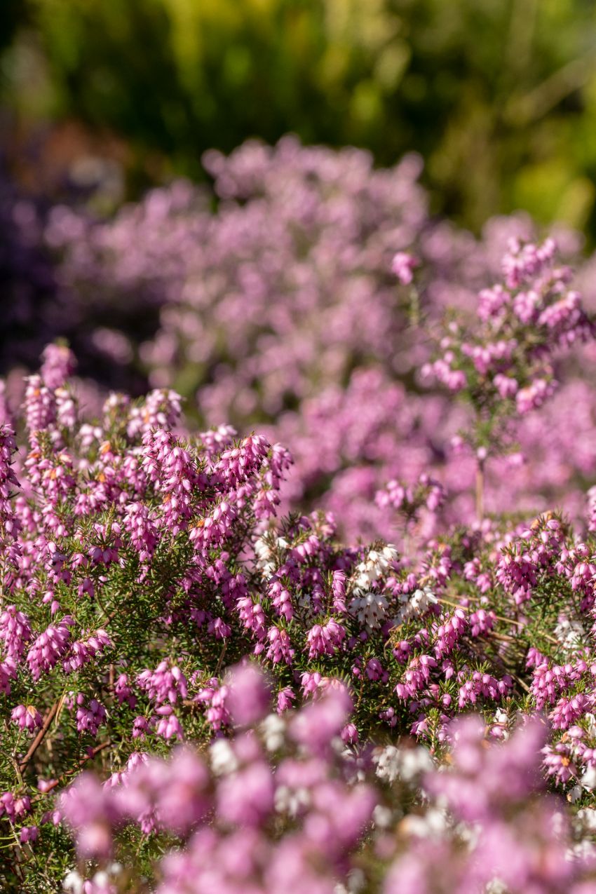 les bruyères d'été qui fleurissent en automne