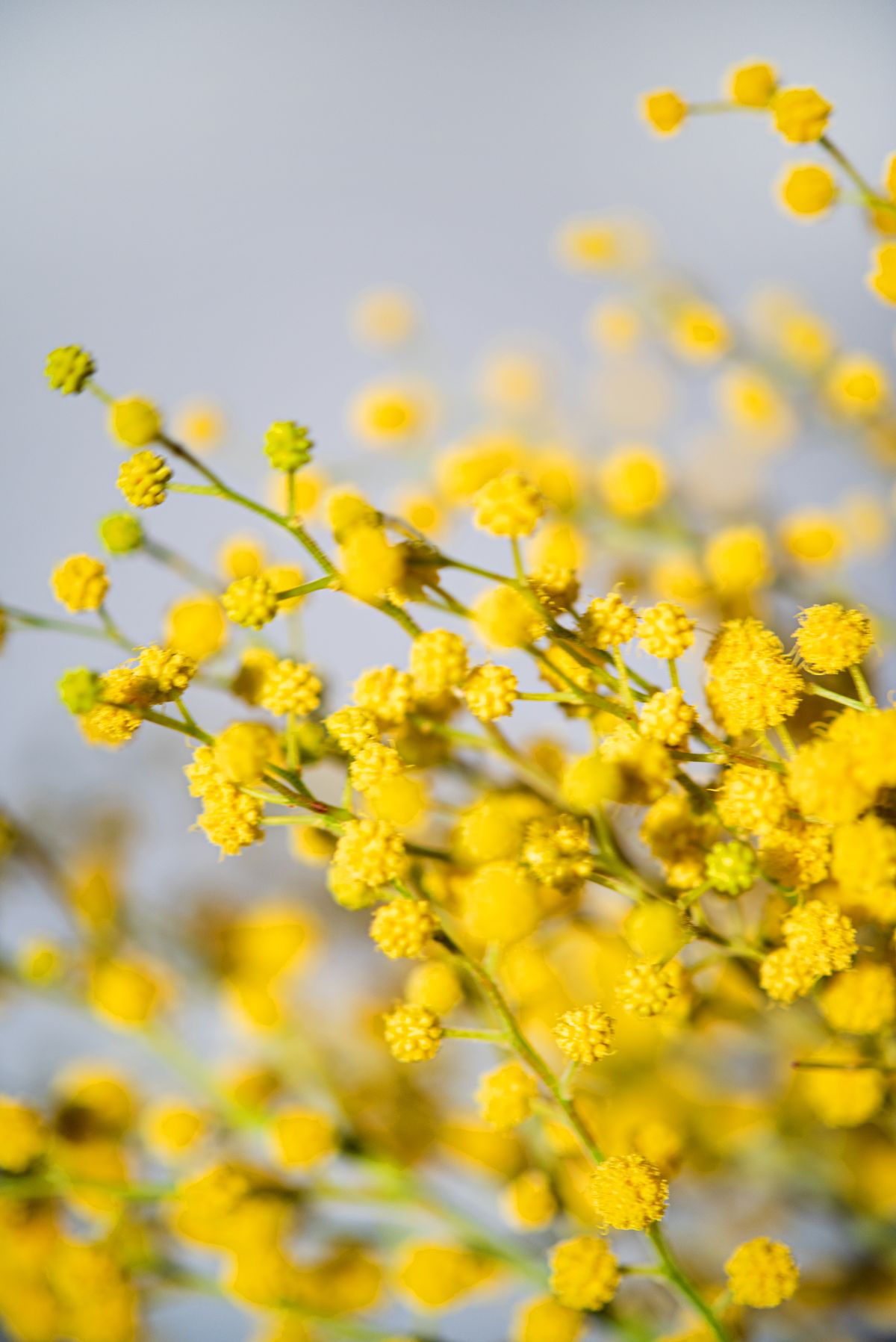 les conseils des experts pour limiter l'impact des plantes allergisantes saisonnières