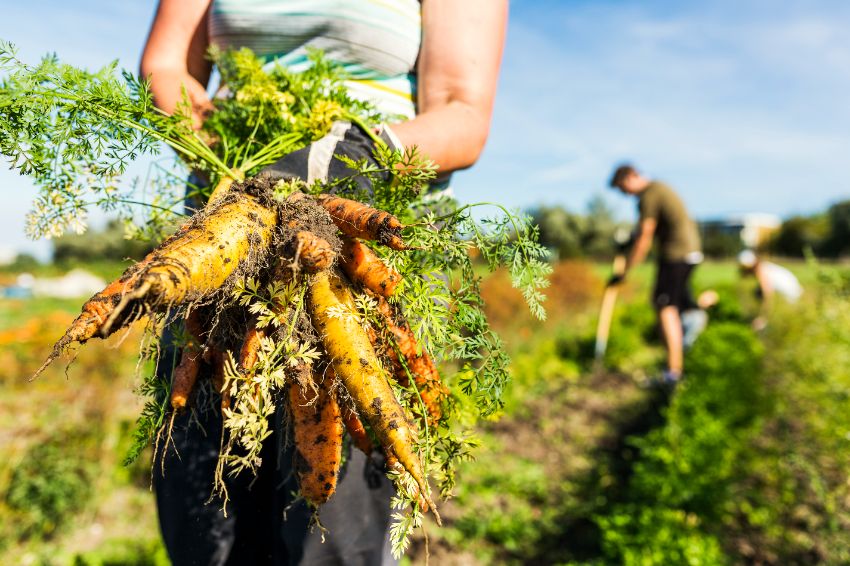les légumes à récolter en juillet
