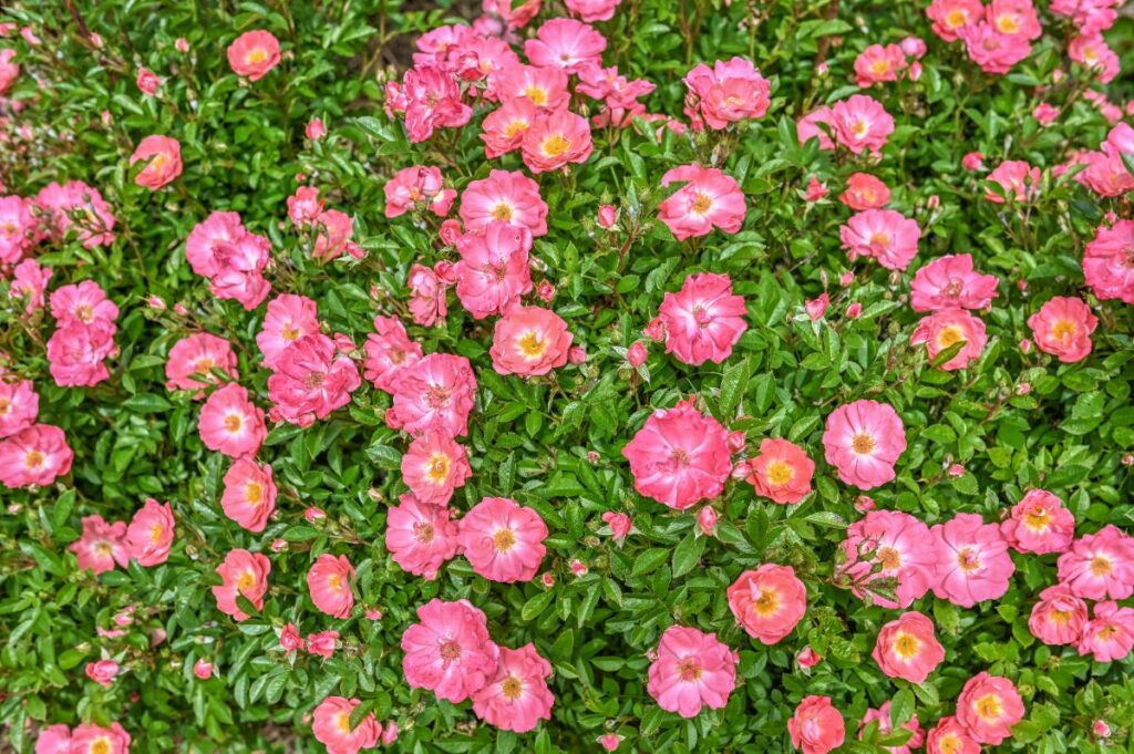 les rosiers couvre sol à floraison automnale