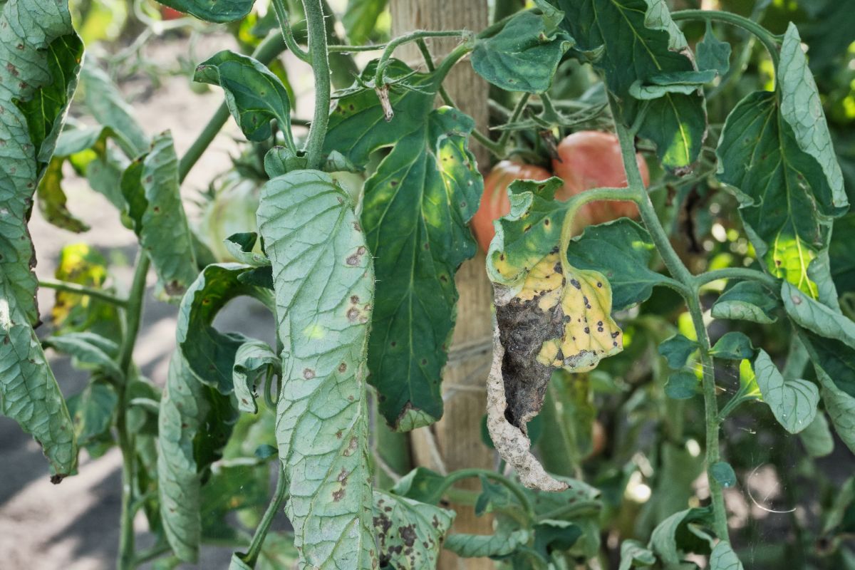 maladies et ravageurs des tomates qui peuvent causer des feuilles enroulées