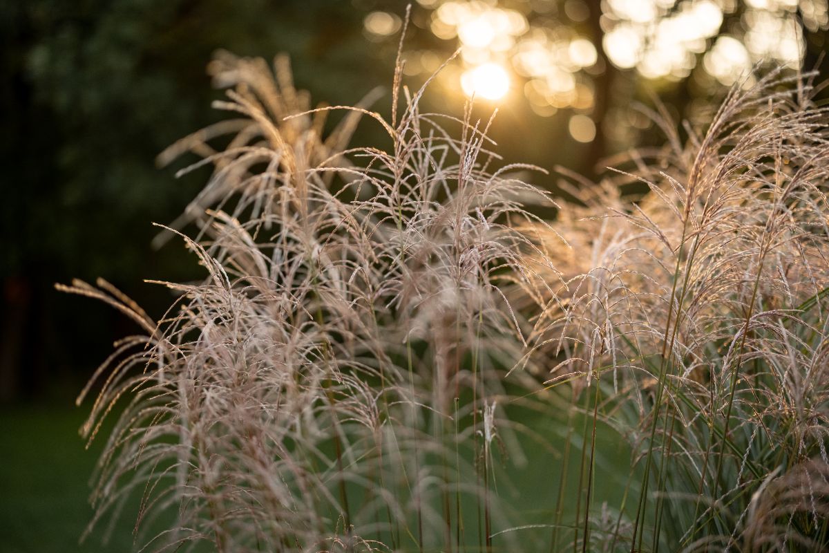 miscanthus-une graminée ornementale dont la floraison estivale est un cauchemar pour les personnes allergiques