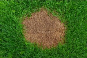 ourquoi des taches marron apparaissent-elles sur la pelouse