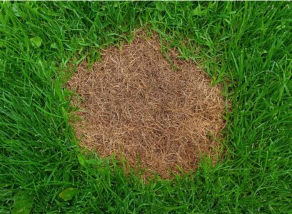 ourquoi des taches marron apparaissent-elles sur la pelouse