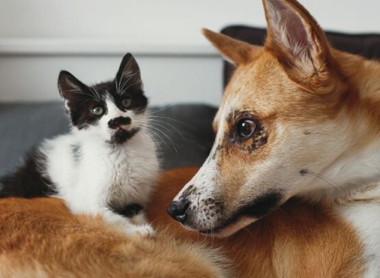 perte de poils des animaux de compagnie en été
