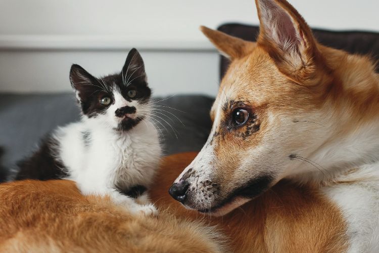 perte de poils des animaux de compagnie en été