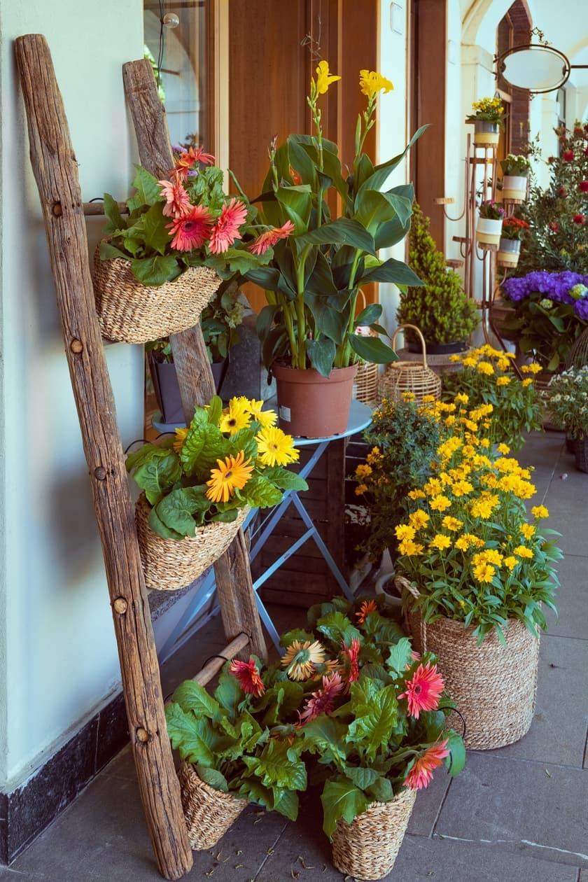 petite échelle en bois massif comme support pour fleurs