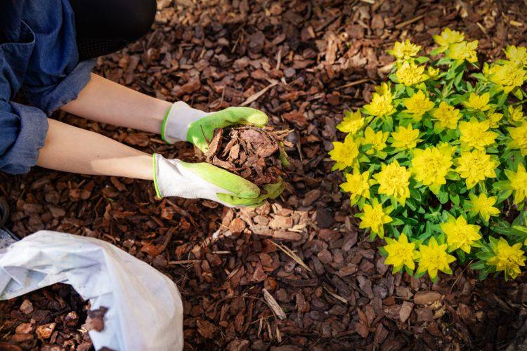 peut on réutiliser le paillis au jardin