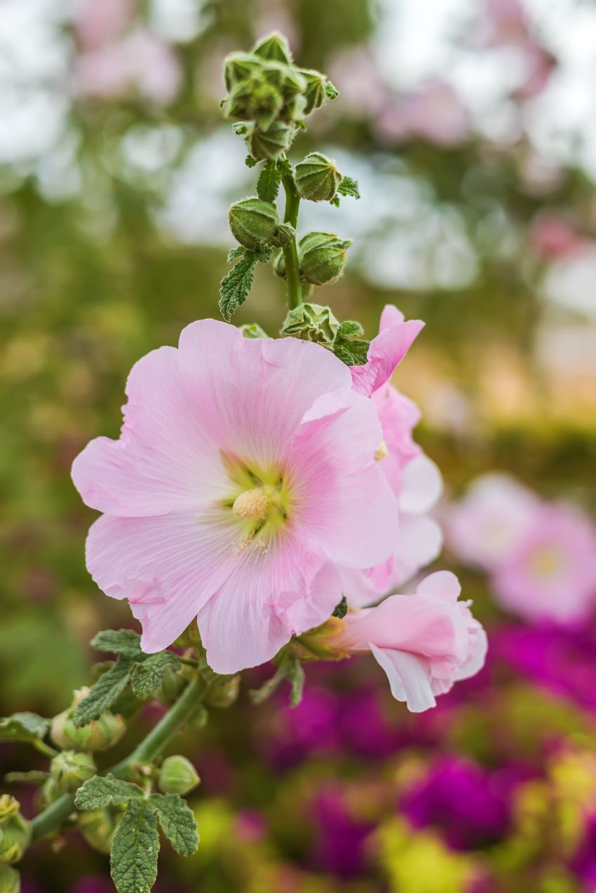 piquets comme techniques de tuteurages pour les plantes à fleurs hautes