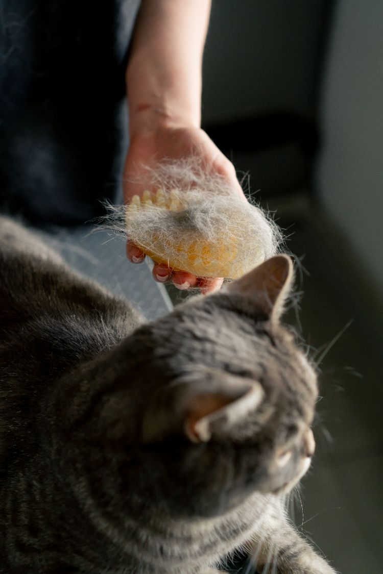 poils de chat dans la maison en été