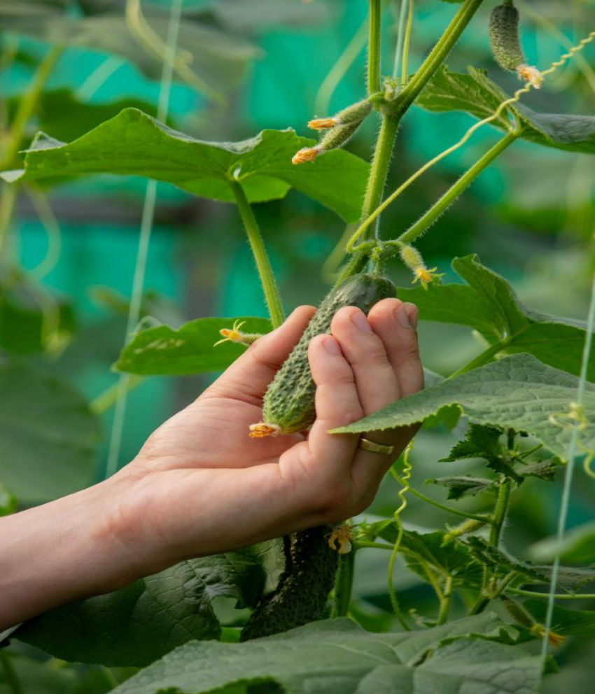 pourquoi la fructification ne fonctionne pas avec les concombres 2025