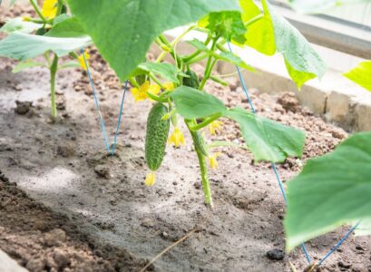 pourquoi le concombre ne donne pas de fruit au jardin