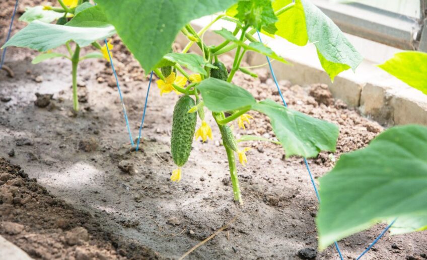 pourquoi le concombre ne donne pas de fruit au jardin