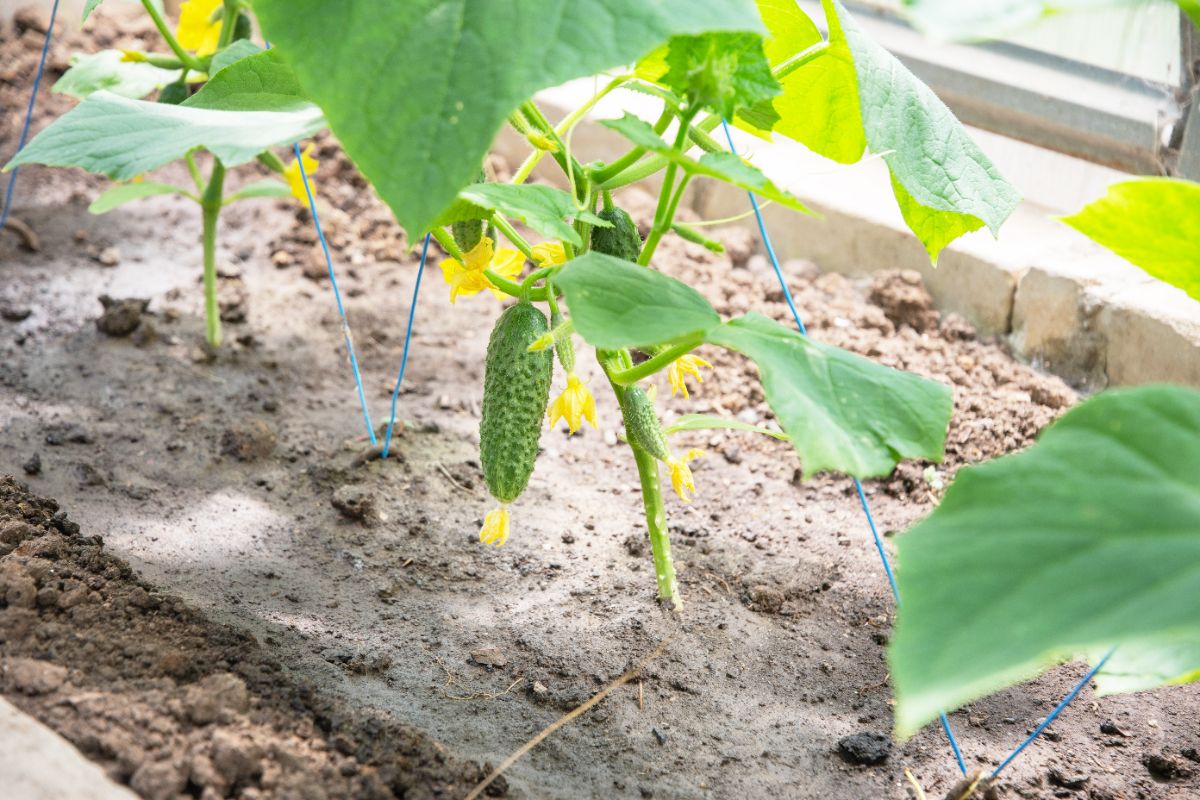 pourquoi le concombre ne donne pas de fruit au jardin