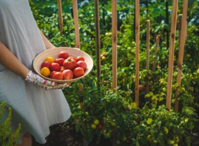 pourquoi vos tomates restent trop petites