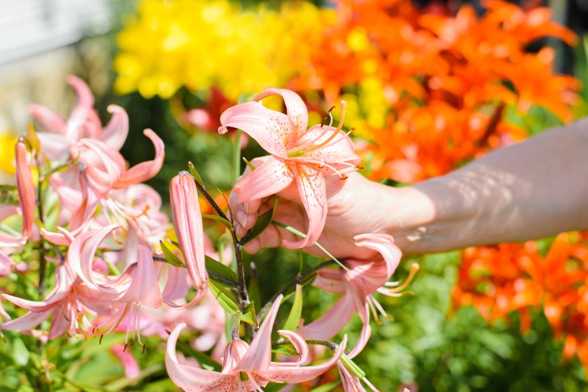 que faire avec les lys après floraison, bonnes techniques à adopter