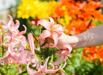 que faire avec les lys après floraison,techniques à adopter