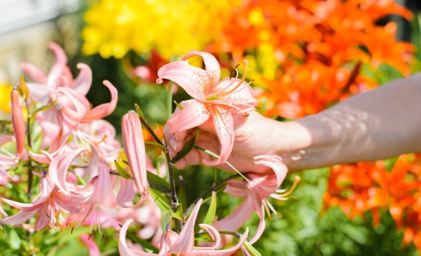que faire avec les lys après floraison,techniques à adopter