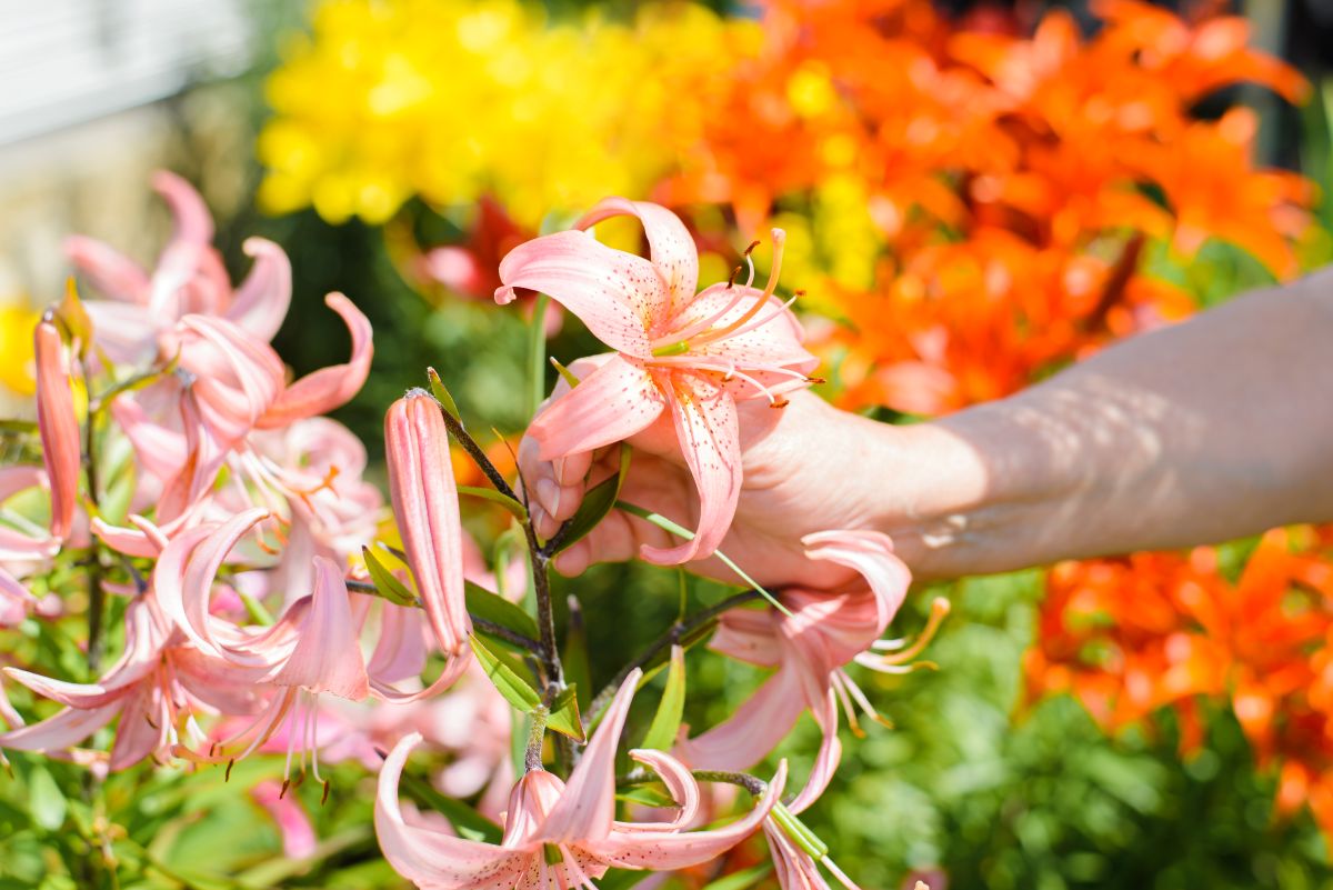 que faire avec les lys après floraison,techniques à adopter