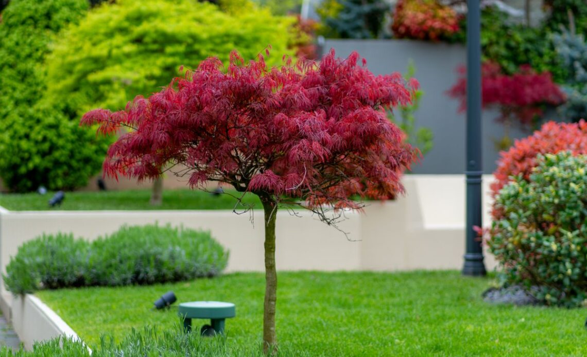 Quand Mettre Engrais érable Du Japon