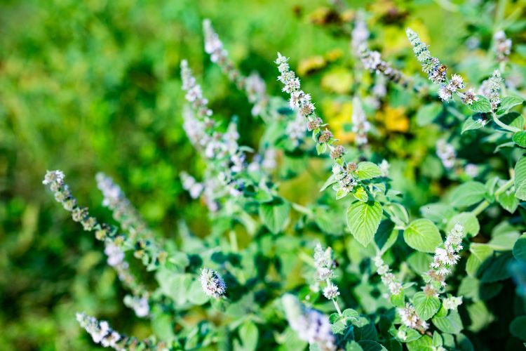 quelles plantes vivaces planter en juillet