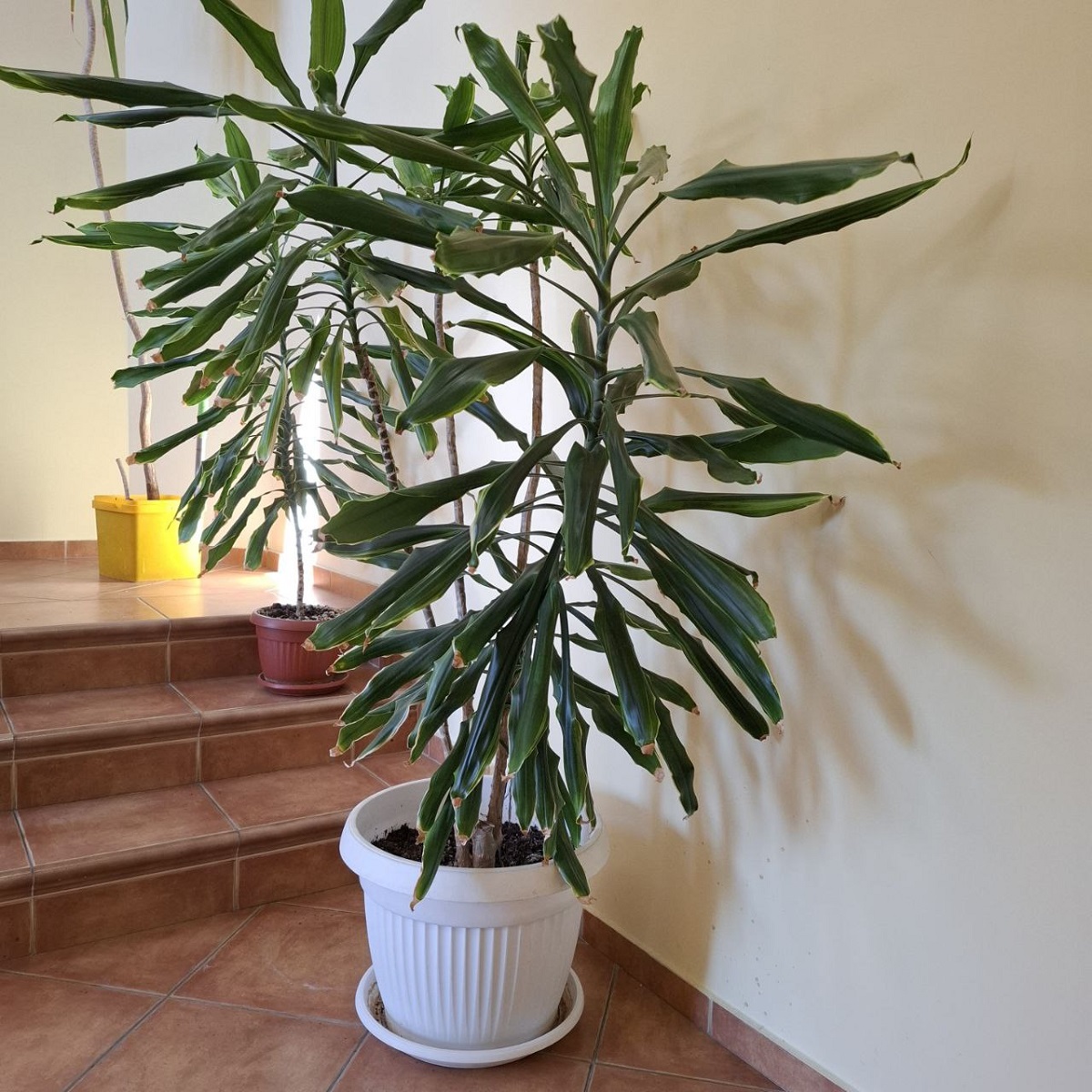 quelles sont les causes des feuilles recroquevillées sur un Dracaena