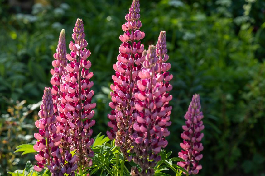 quels tuteurs pour les lupins