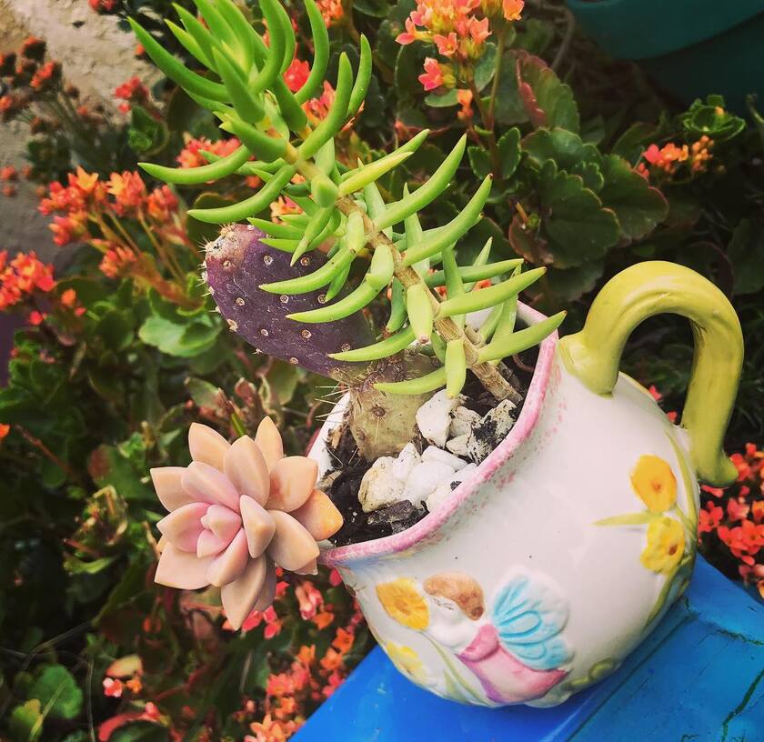 réutiliser des vieux tasses comme pots pour plantes d'extérieur