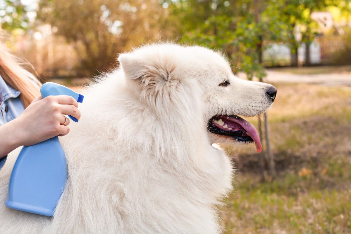spray anti-mouches naturel pour les animaux de compagnie