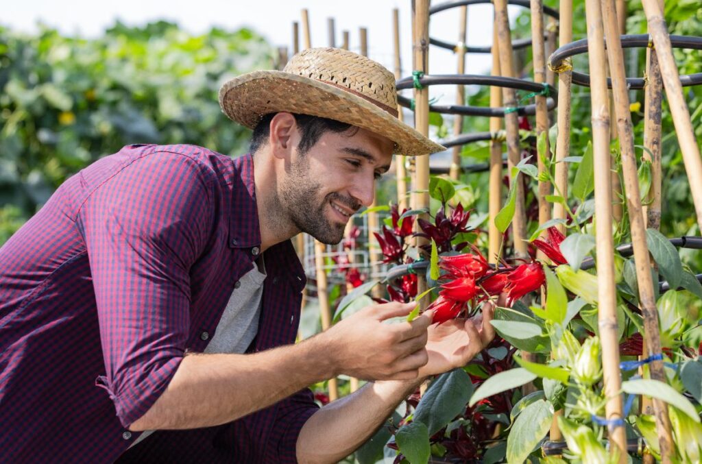 techniques de tuteurages pour plantes à fleurs hautes 2025