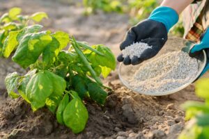 techniques pour enlever l'excès d'engrais dans le sol