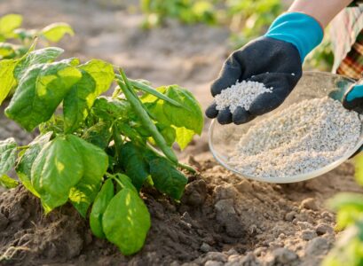 techniques pour enlever l'excès d'engrais dans le sol