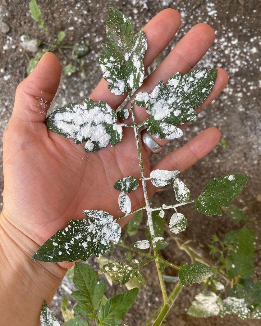 terre de diatomée comme un insecticide naturel à saupoudrer sur les plantes