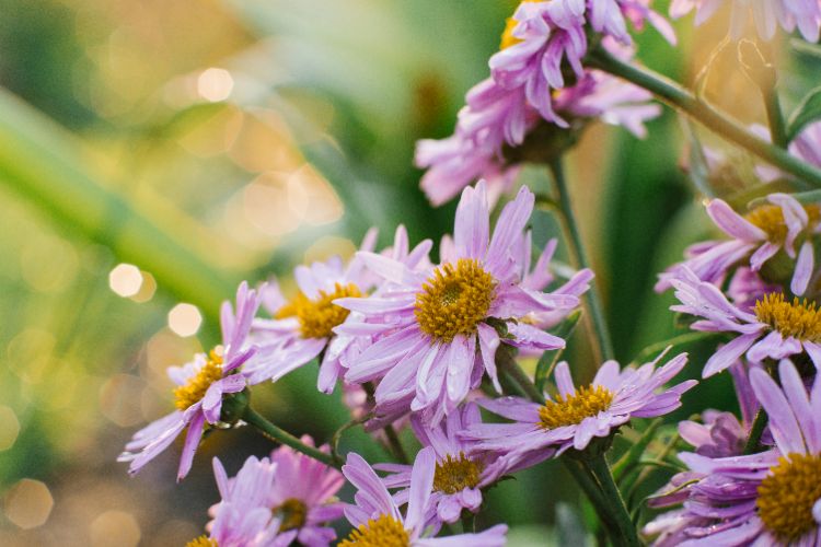 top 5 des vivaces à planter en été