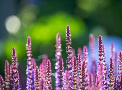 top 5 vivaces à planter en juillet