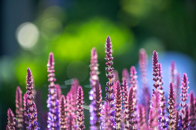 top 5 vivaces à planter en juillet