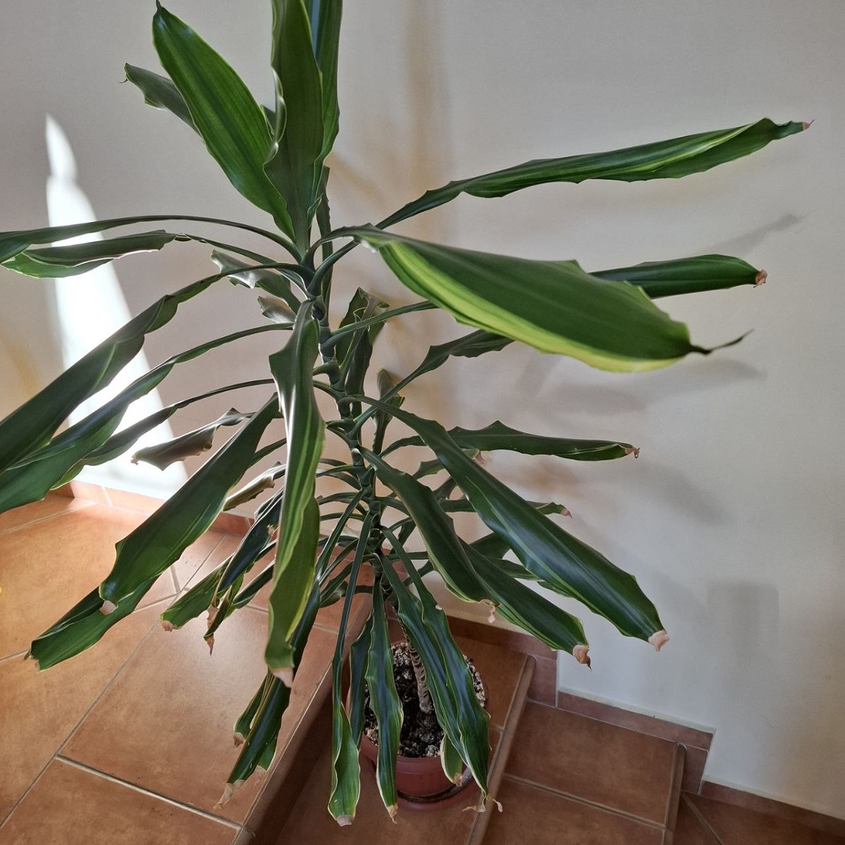 un problème d'arrosage pourrait être la cause des feuilles molles et recroquevillées du Dracaena