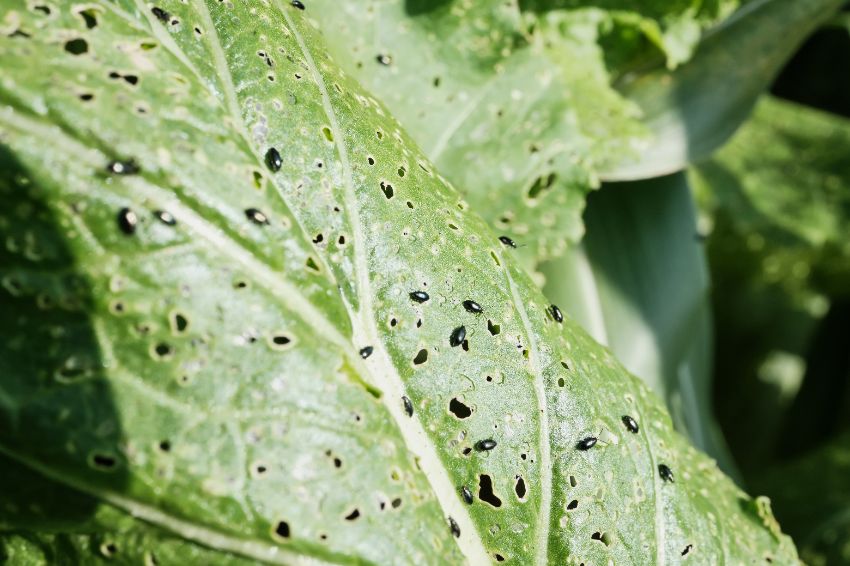 5 ravageurs du chou kale